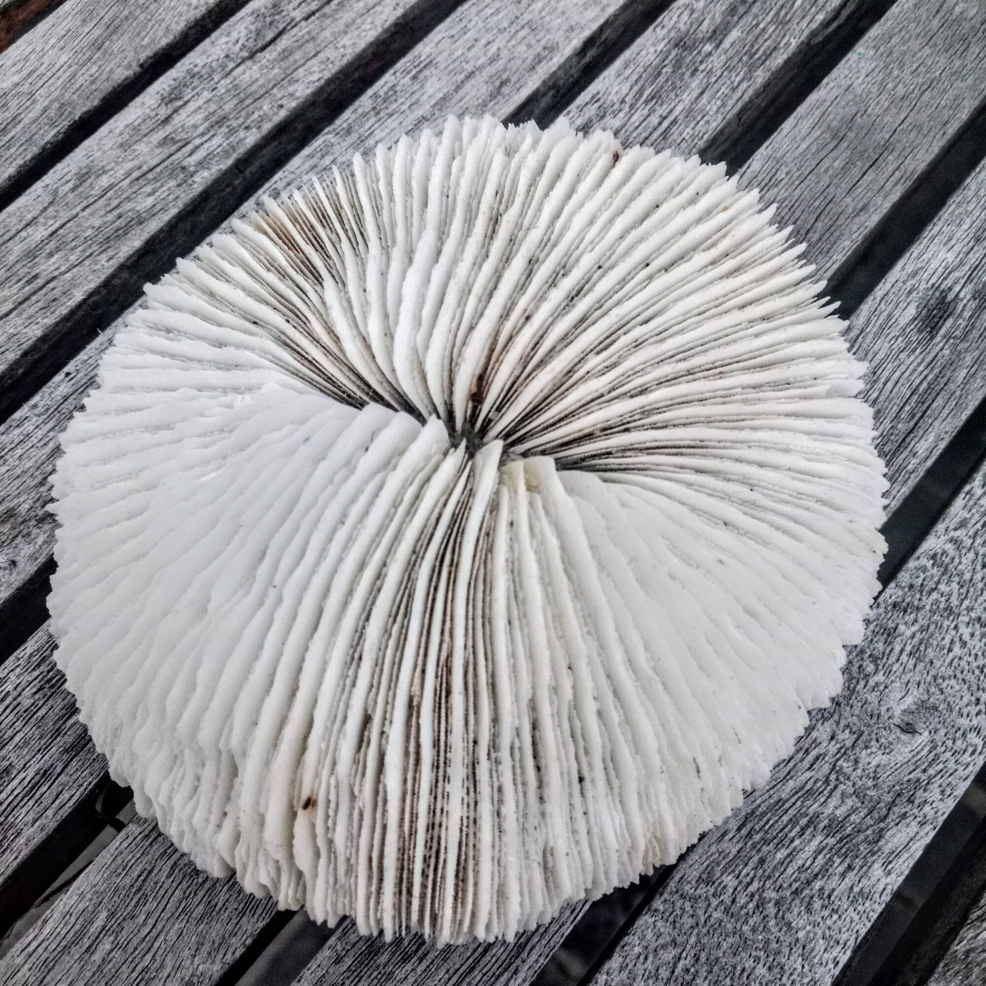 Mushroom Coral